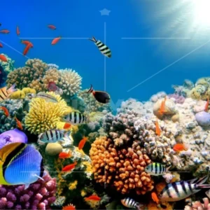 Papel De Parede 3d Fundo Do Mar Peixes Corais 10m² Fm09