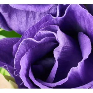 Papel De Parede Flor Rosa Floral Roxo Natureza Adesivo 227