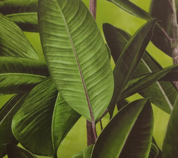 Papel De Parede Kan Tai Vinílico Folhagem Natureza Verde