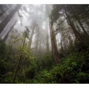 Papel De Parede Paisagem Floresta Arvore Mata Neblina M21