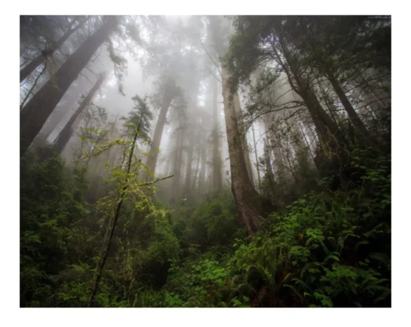 Papel De Parede Paisagem Floresta Arvore Mata Neblina M21