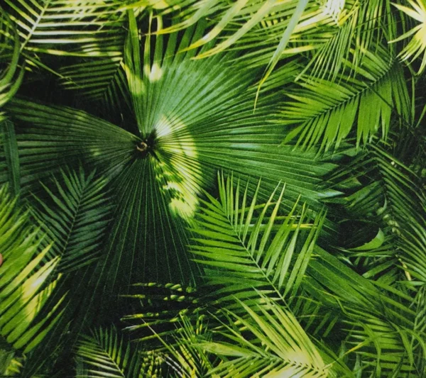 Papel De Parede Vinílico Folhagem Coqueiros Tropical Verde